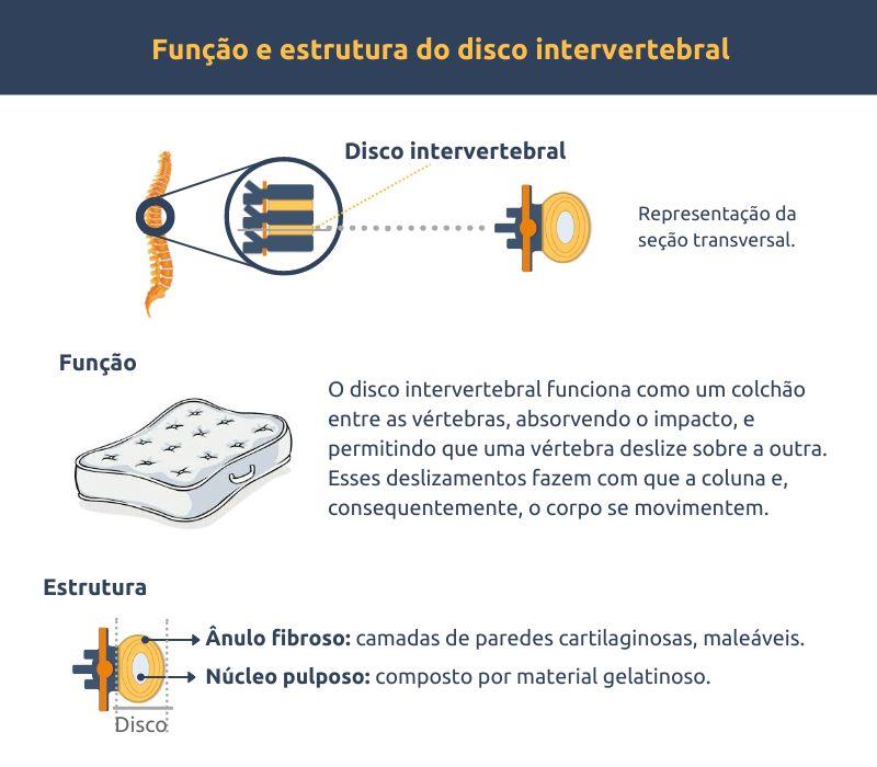 ilustração de um disco intervertebral, função e estrutura