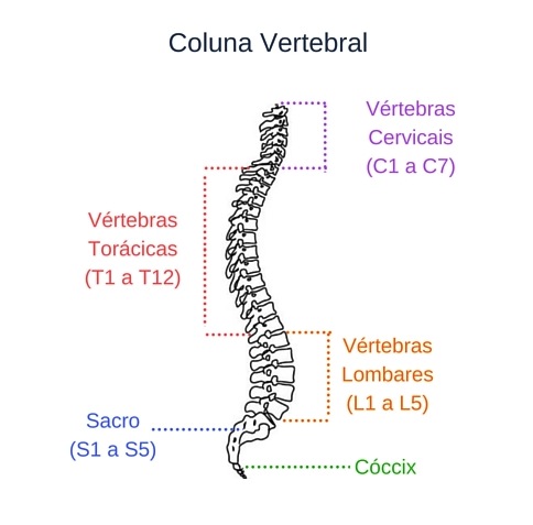 Coluna Vertebral